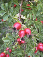 Msa rosa canina 50 ml
