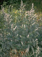 Tsa artemisia vulgaris 50 ml