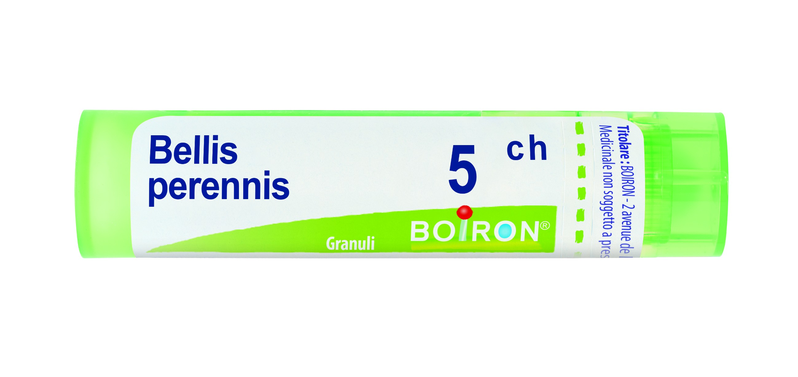 Bellis perennis 5ch 80gr 4g