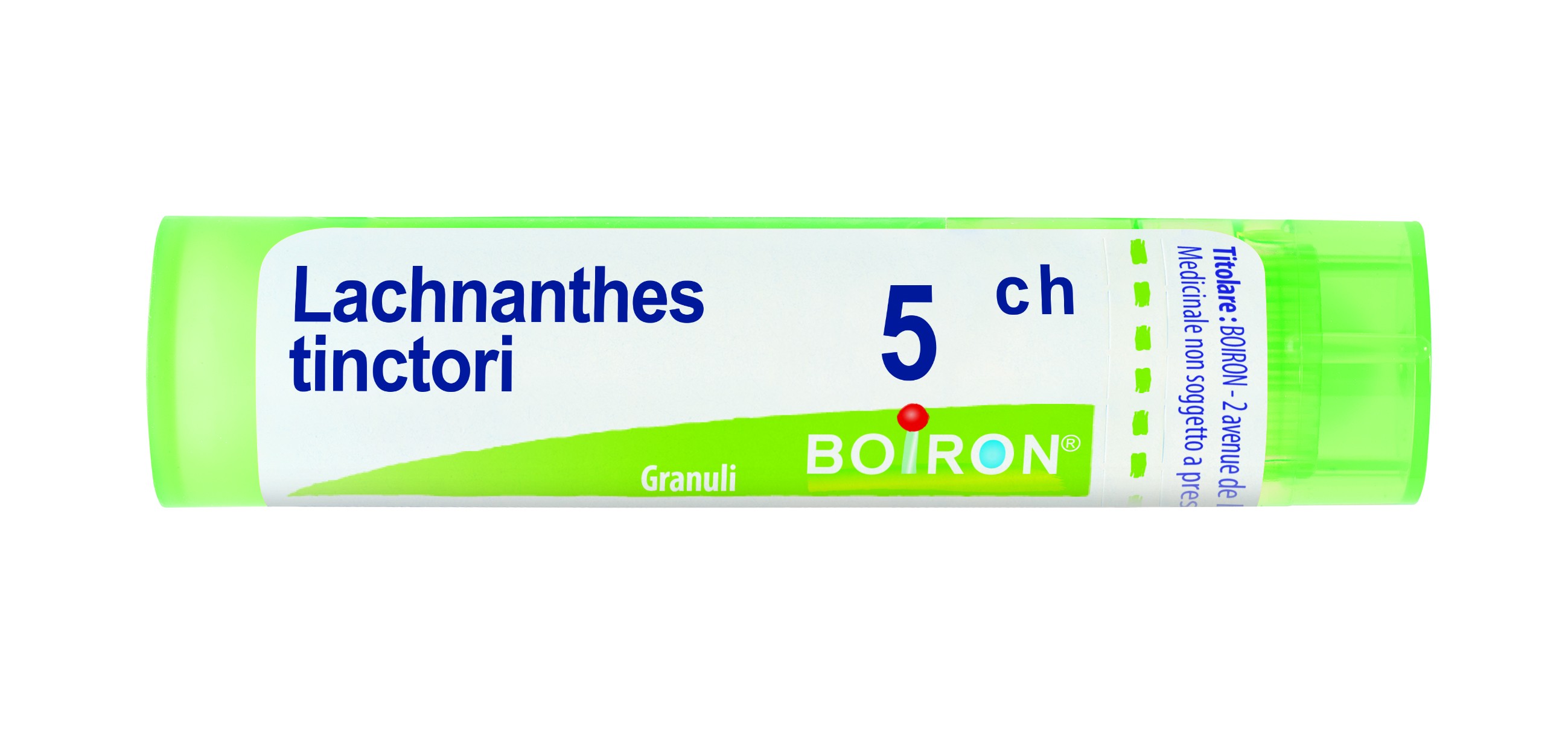 Lachnanthes tinctoria 5ch 80gr