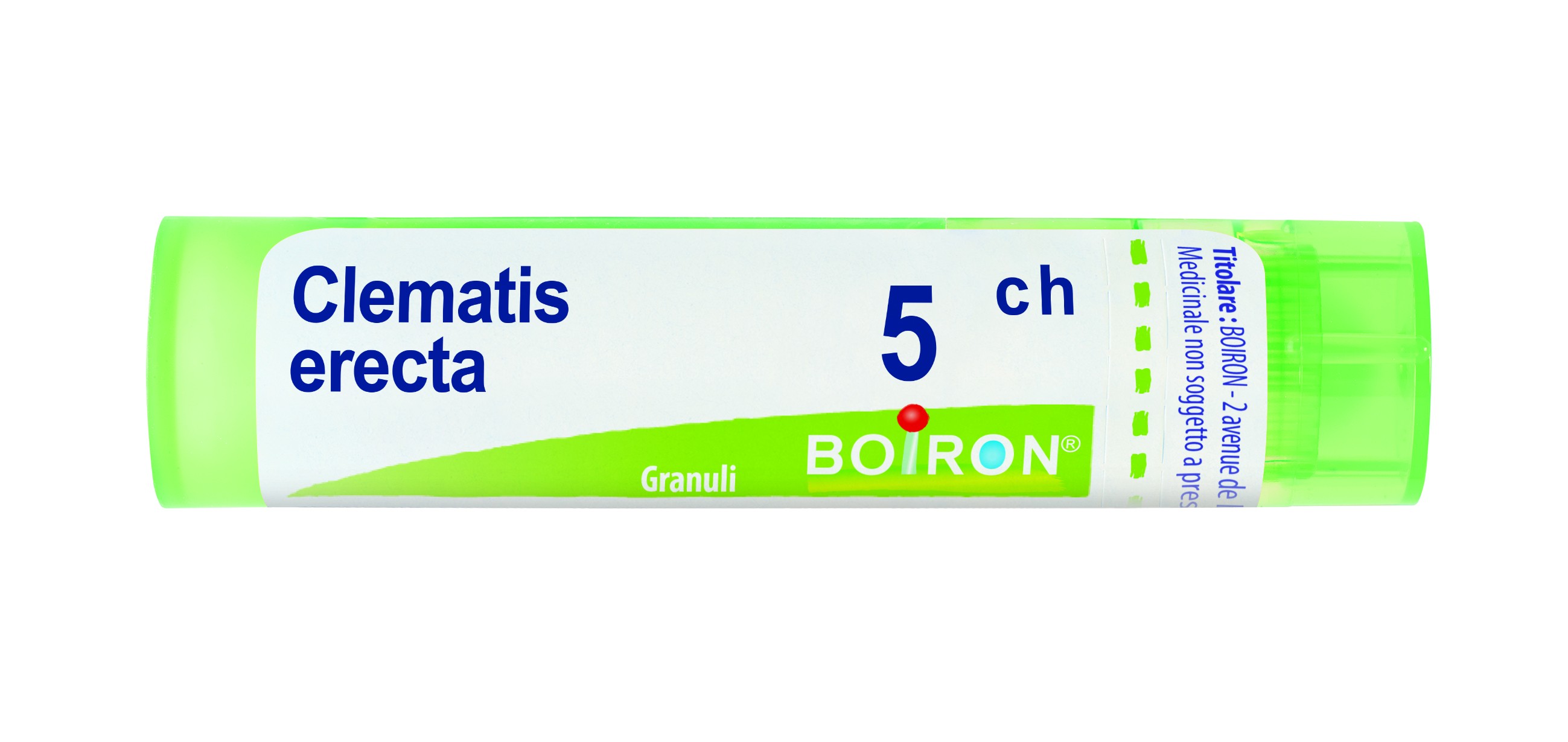 Clematis erecta 5ch 80gr 4g