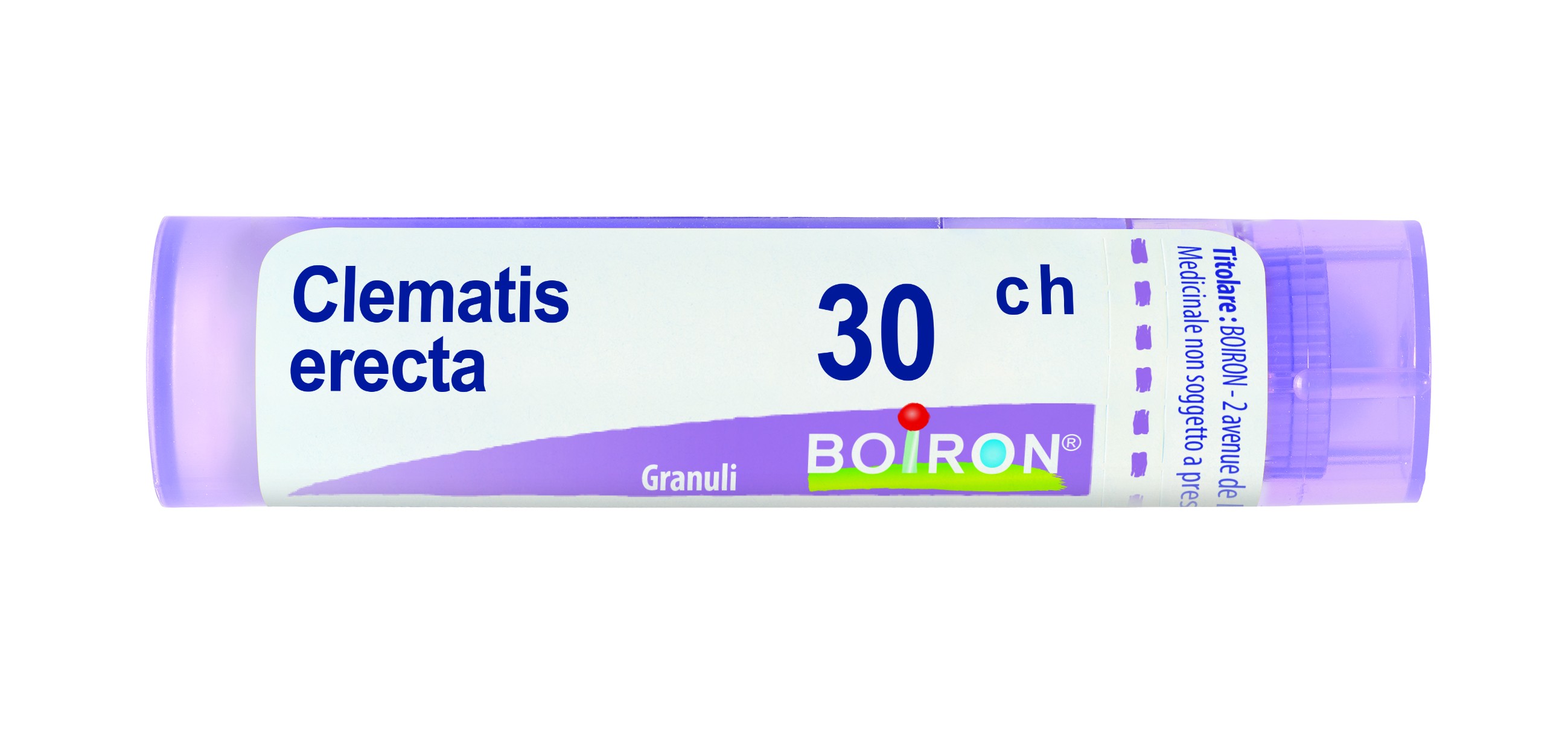 Clematis erecta 30ch 80gr 4g