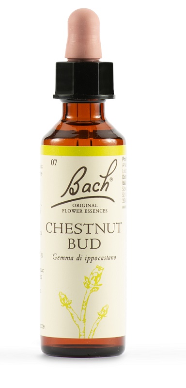 Bach 7 chestnut bud 20ml lkr