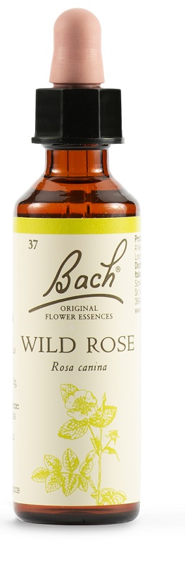 Bach 37 wild rose 20ml