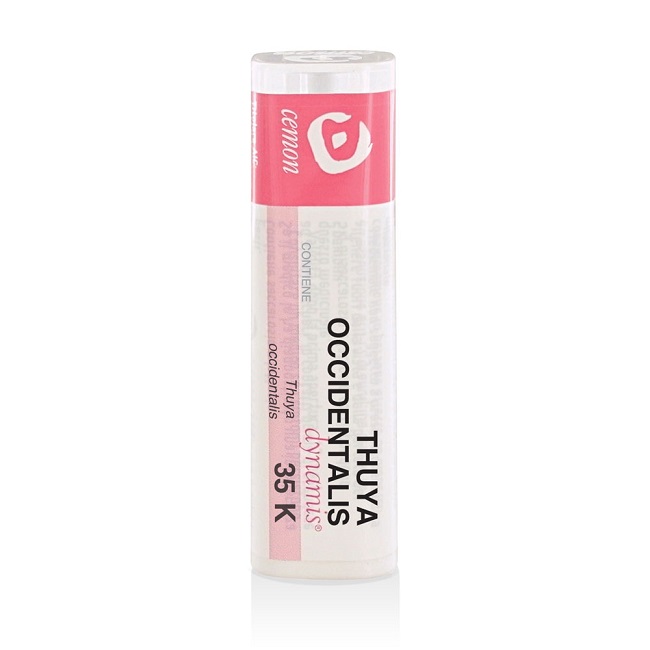 Thuya occident 35k gr und