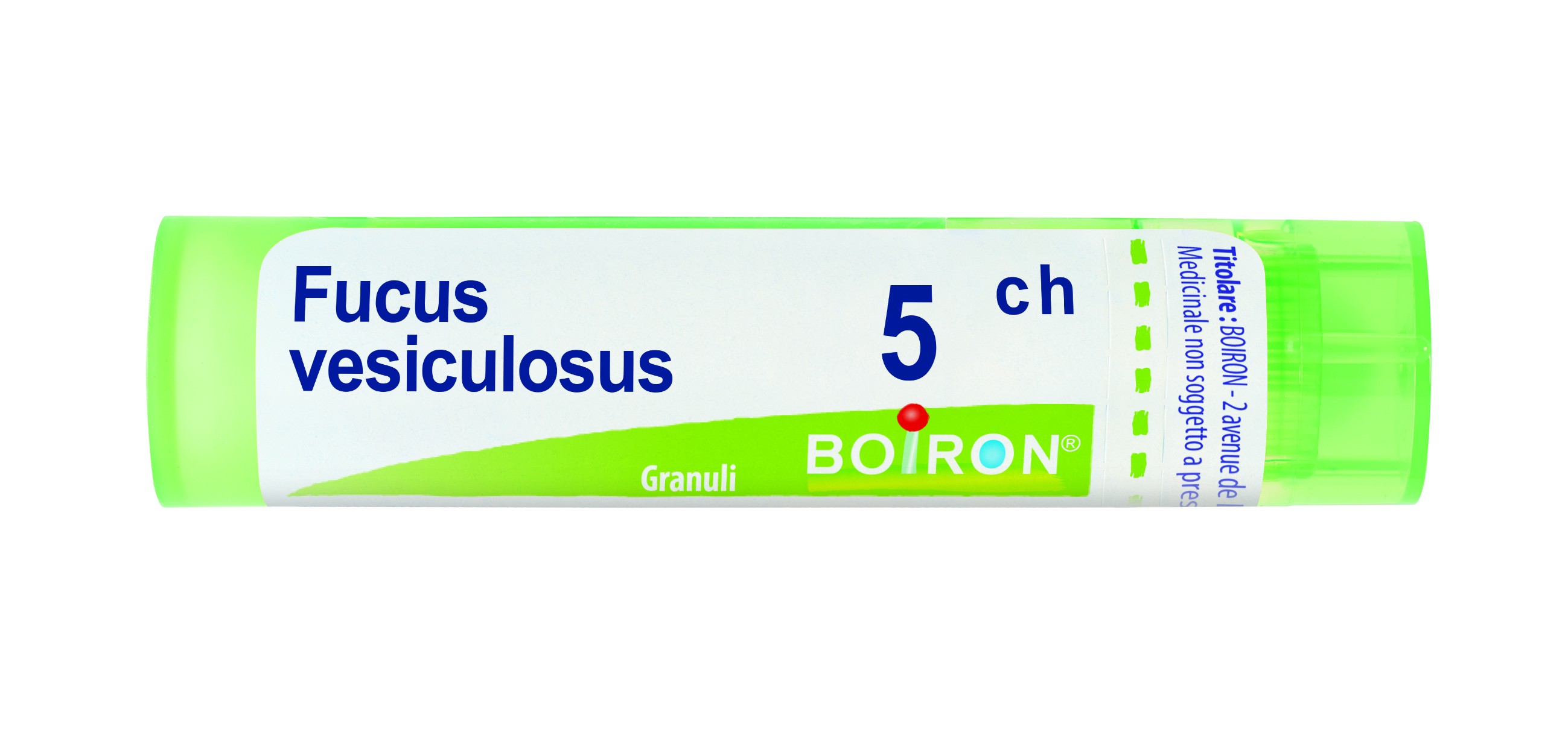 Fucus vesiculosus 5ch gr