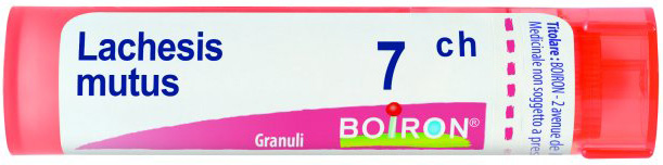 Lachesis mutus 7ch gr bo
