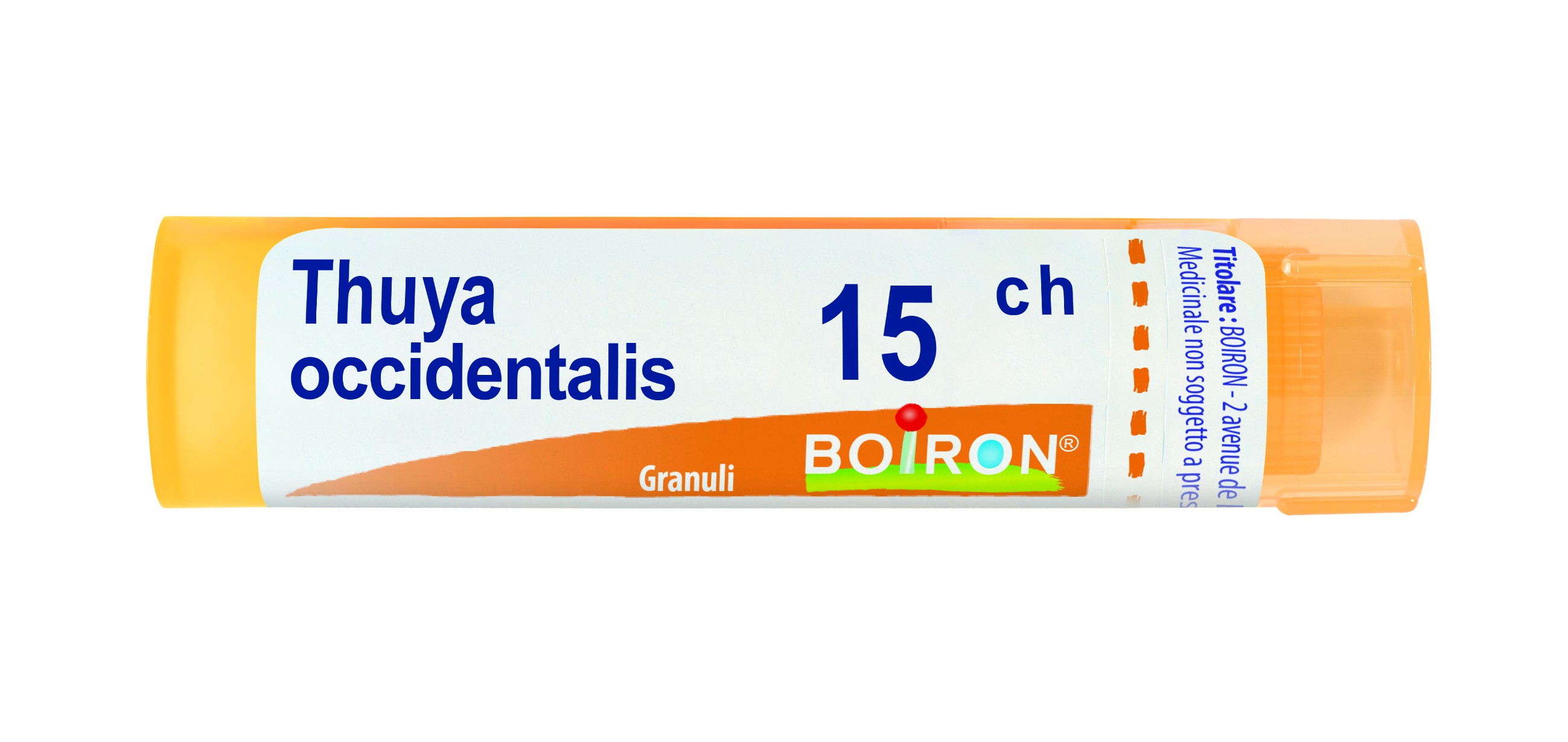 Thuya occident 15ch gr bo
