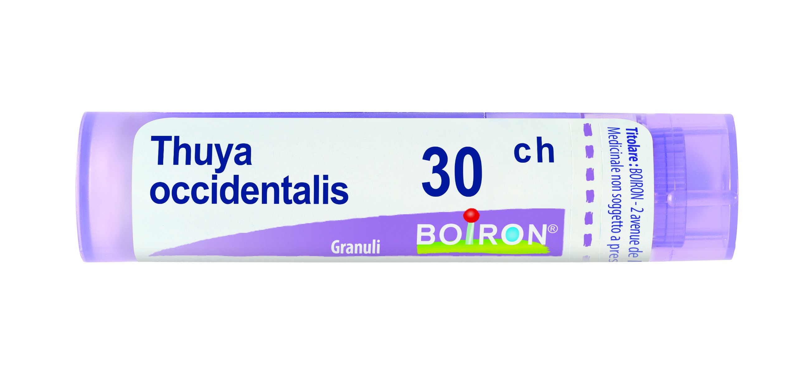 Thuya occident 30ch gr bo