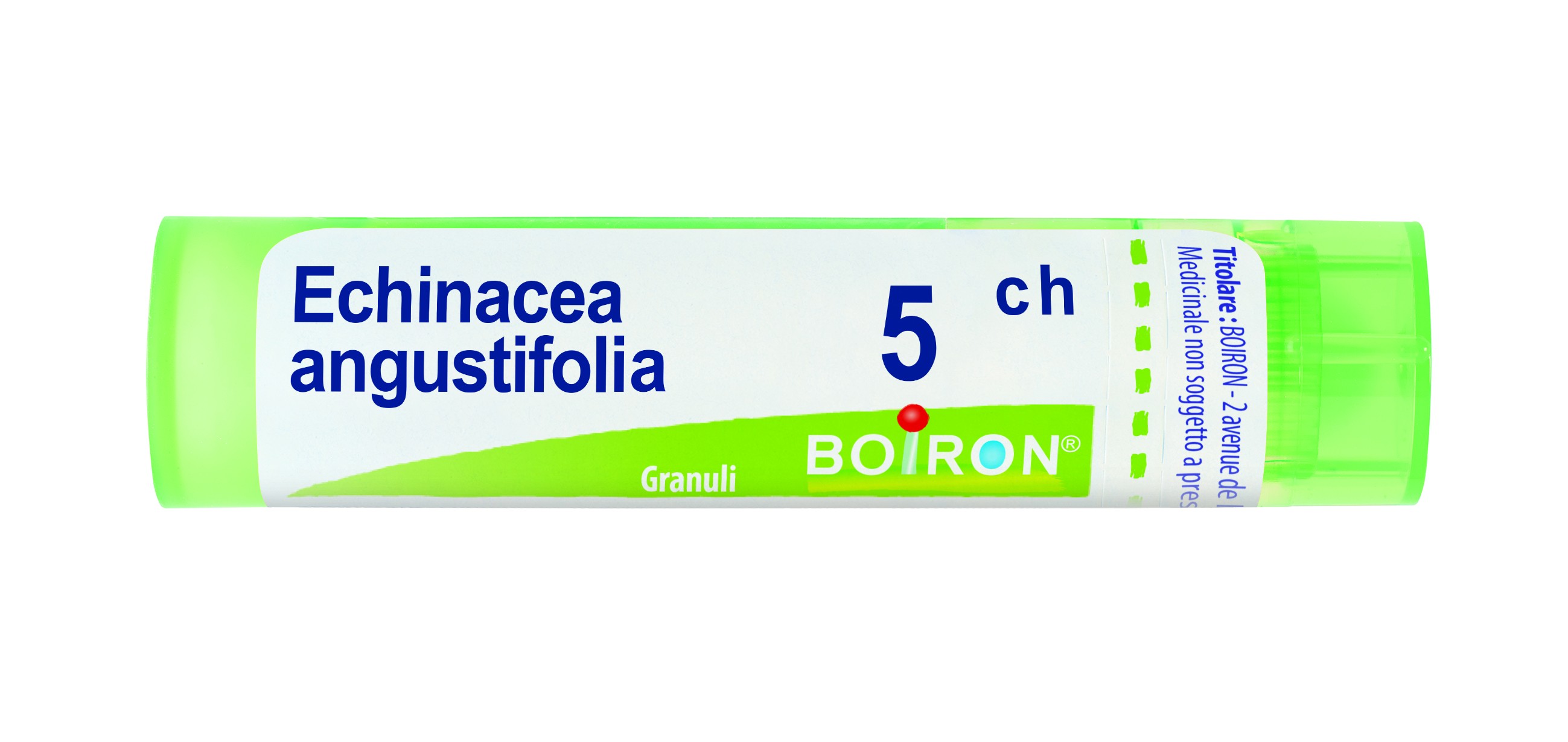 Echinacea angustifol 5ch gr bo