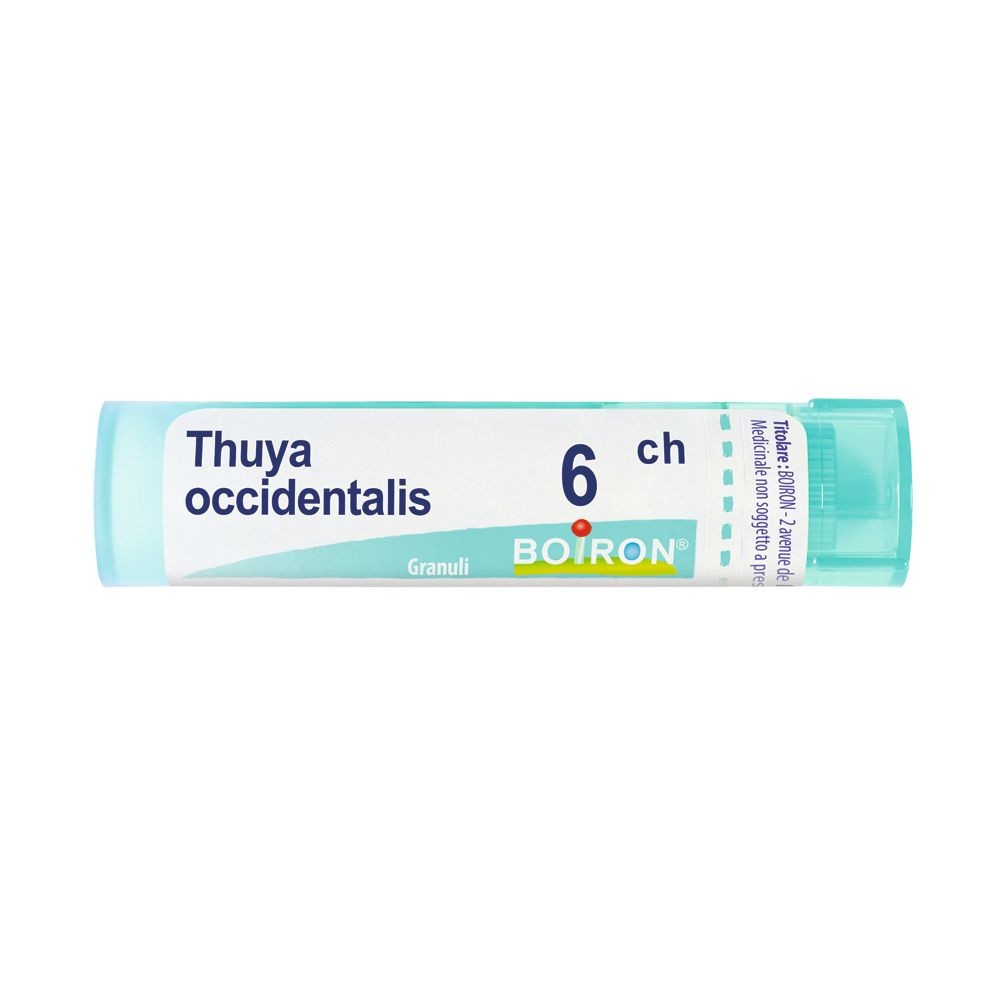 Thuya occident 6ch gr bo
