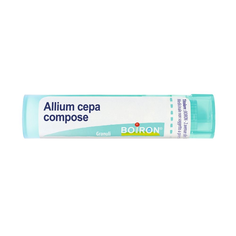 Allium cepa comp gr bo