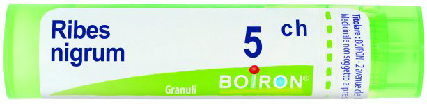 Ribes nigrum 5ch gr bo