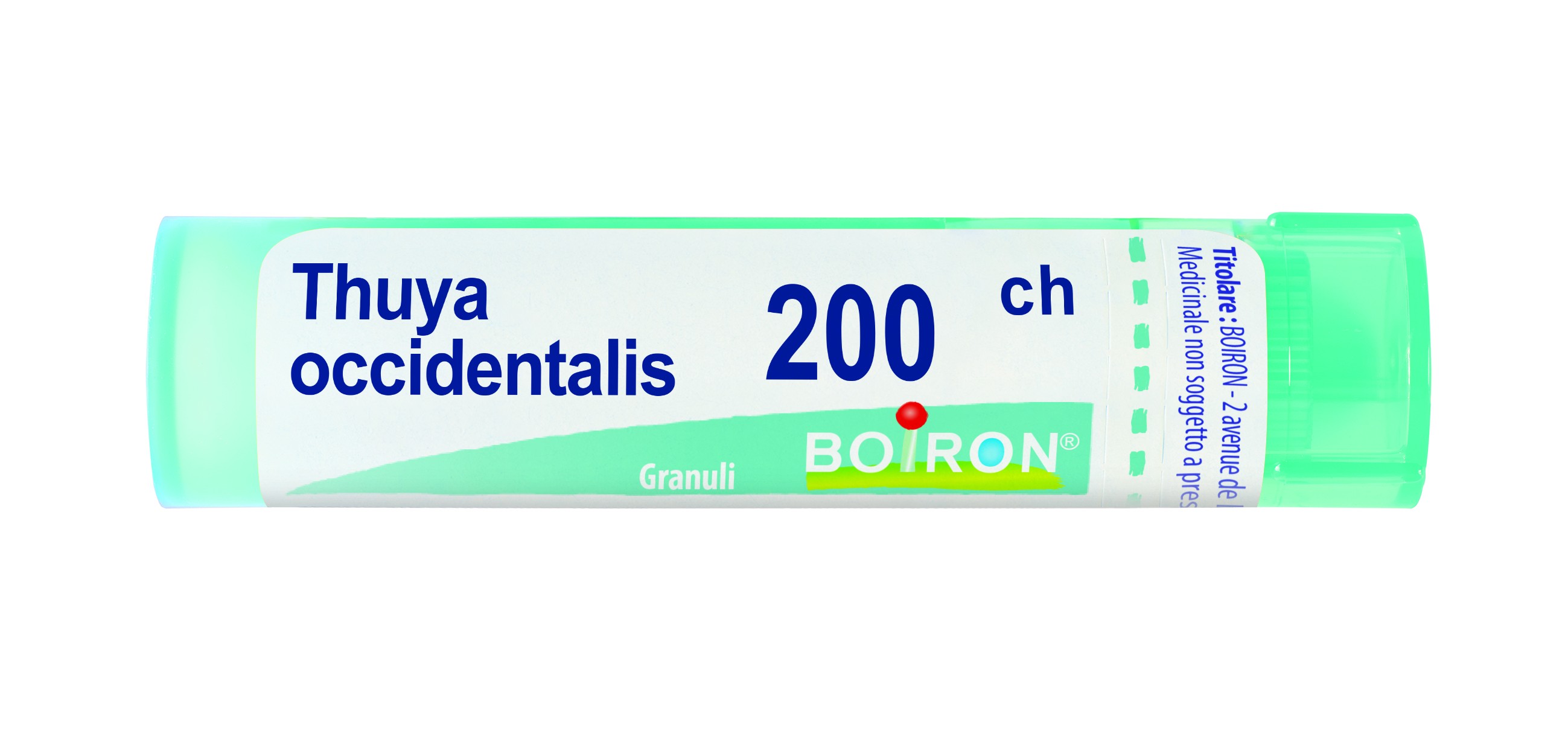 Thuya occident 200ch gr bo