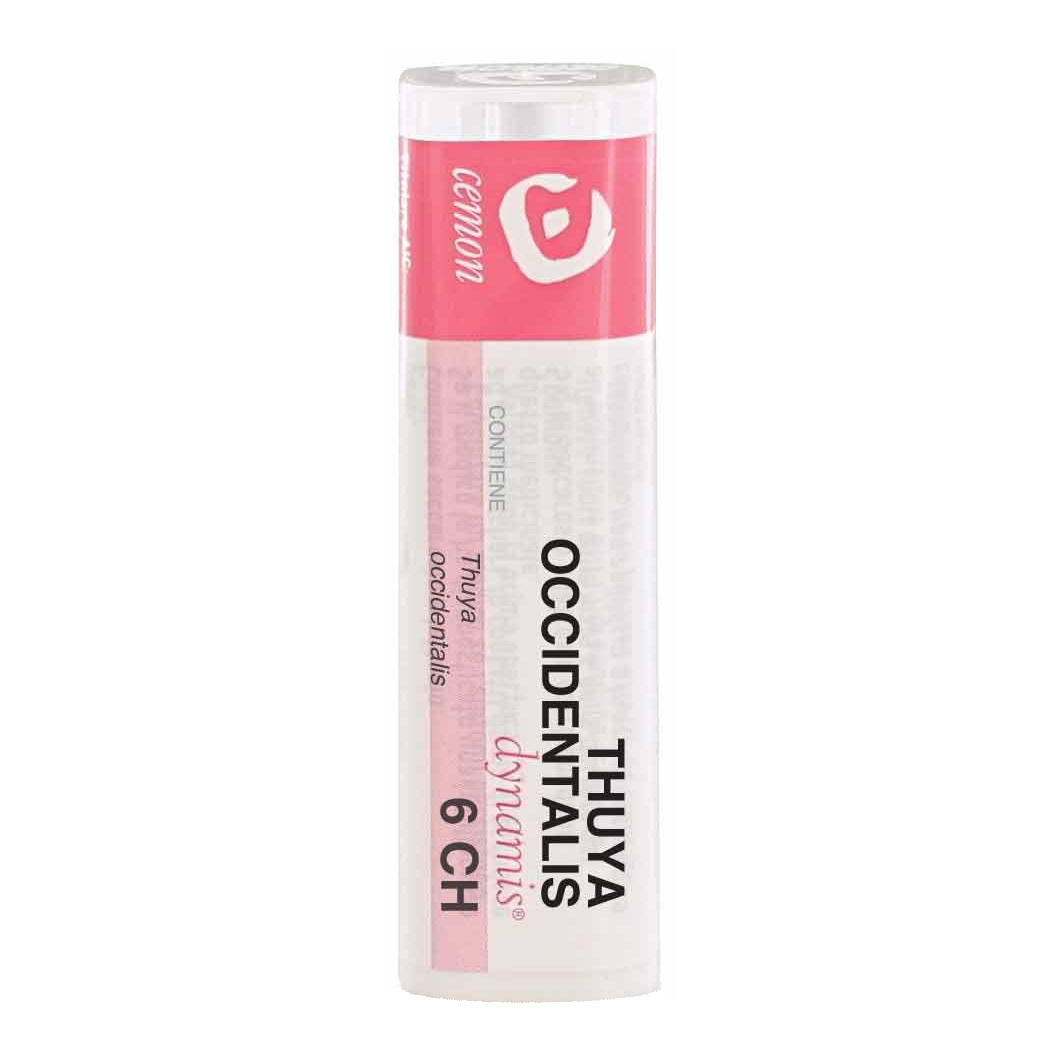 Thuya occident 6ch gr cemon