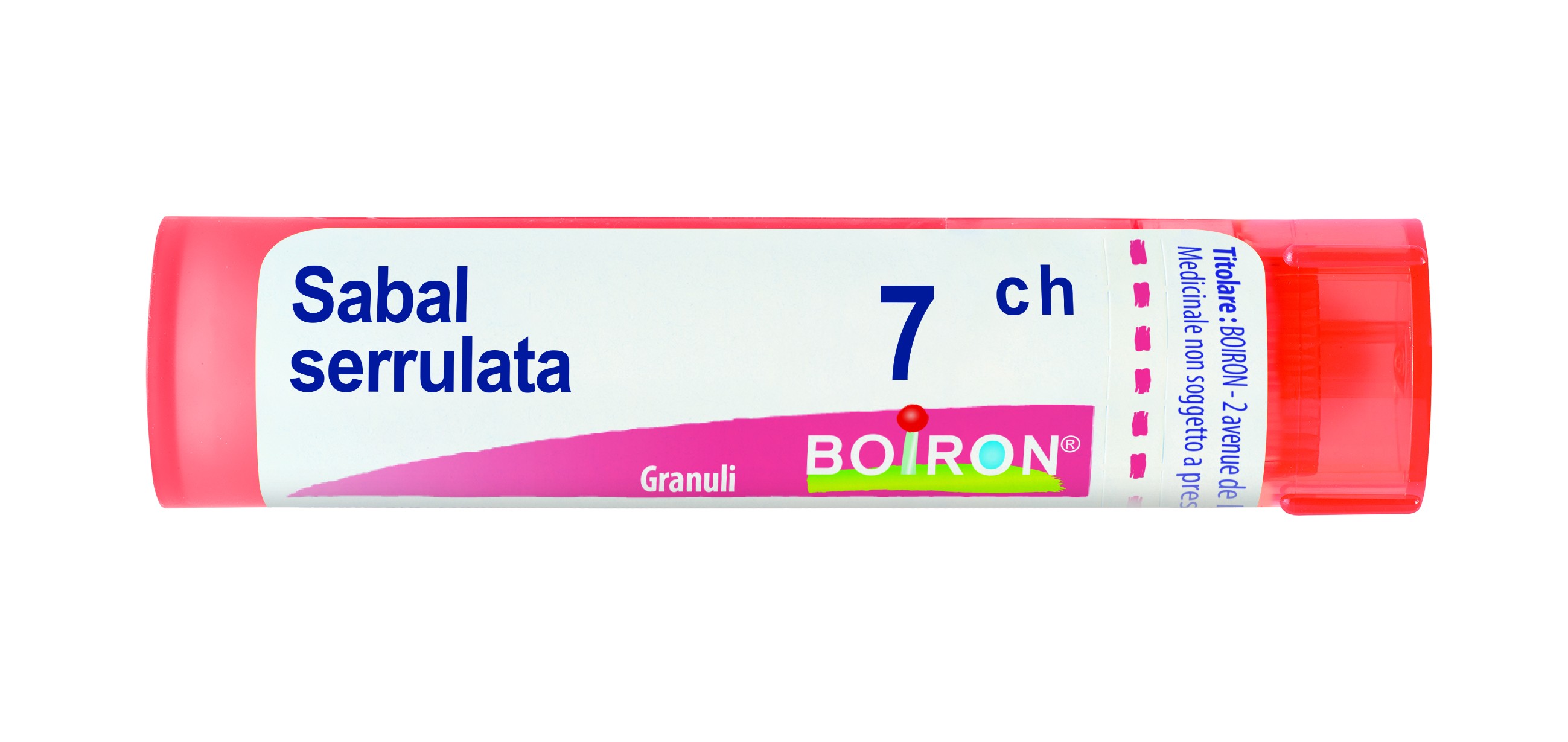 Sabal serrulata 7ch gr bo