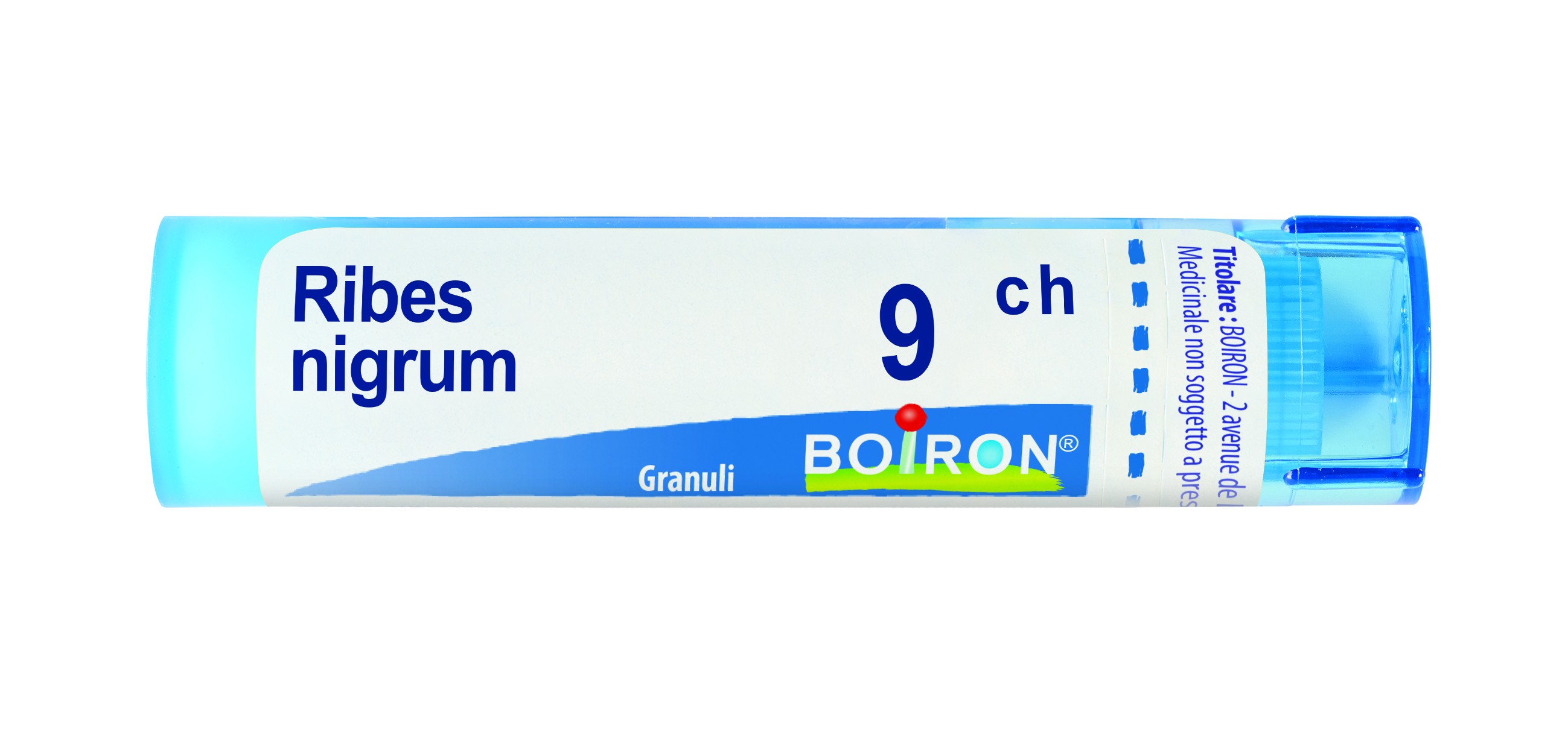 Ribes nigrum 9ch gr