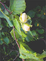 Msa corylus avellana 50 ml