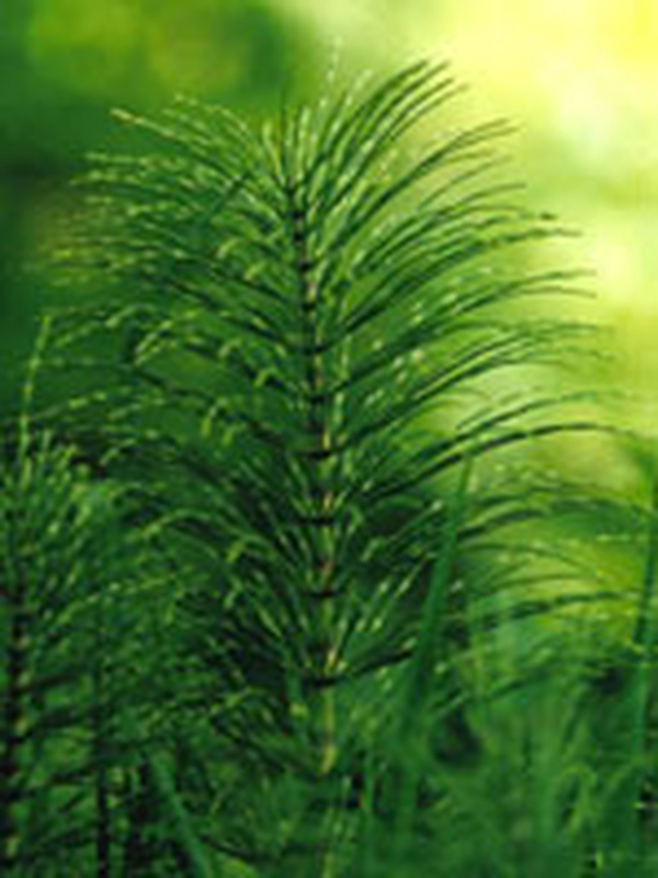 TSA Equisetum Arv.50ml - Immagine 4
