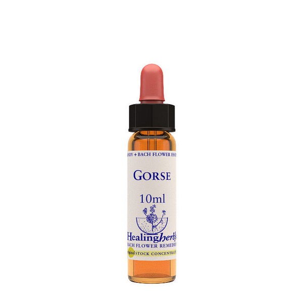 Gorse essenza 10 ml 1 pezzo