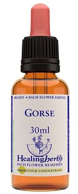 Gorse essenza 30 ml 1 pezzo