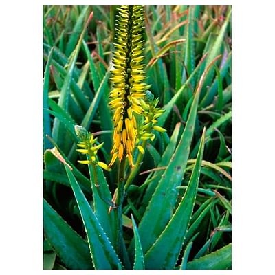 Aloe vera ess 7,4ml calf