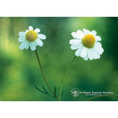 Chamomile ess.7,4ml natur