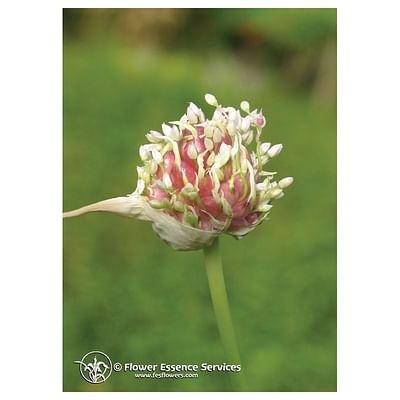 Garlic ess 7,4ml calf