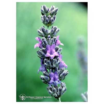 Lavender ess 7,4ml calf