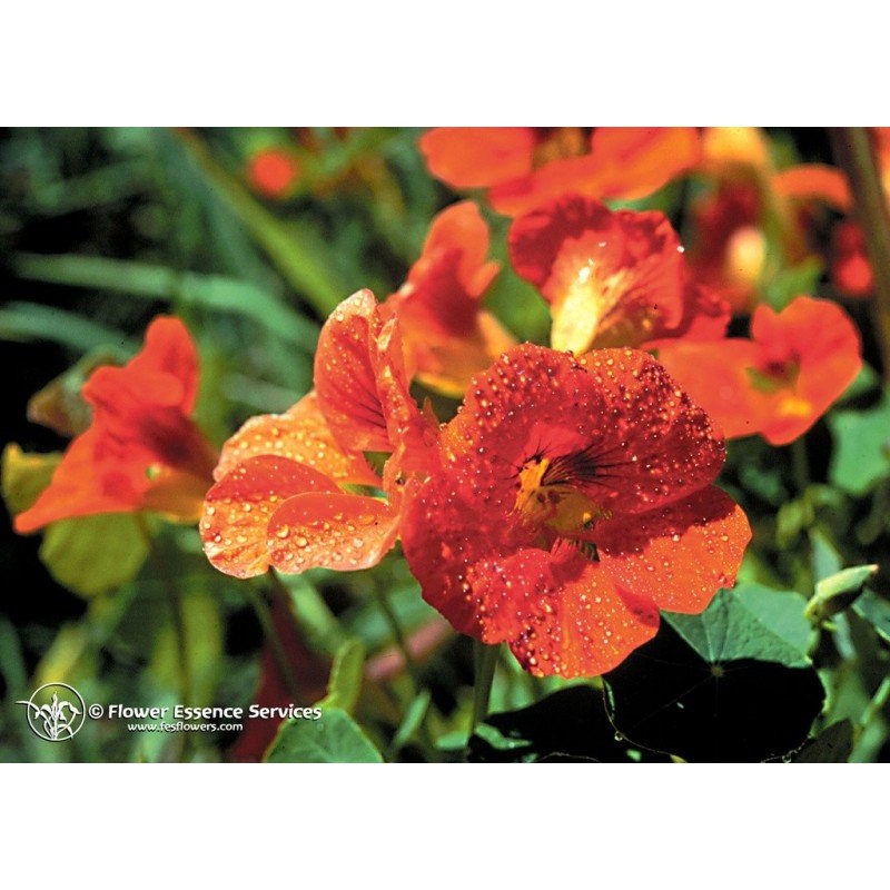 Nasturtium ess 7,4ml calf