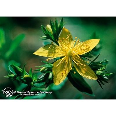 Saint johns wort 7,4 ml calf