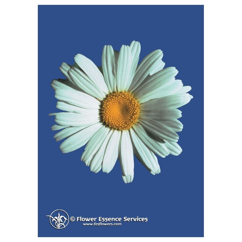 Shasta daisy ess 7,4ml calf