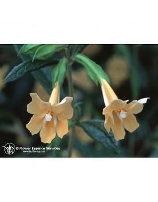 Sticky monkeyflower 7,4ml calf