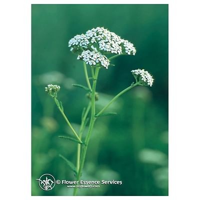 Yarrow ess 7,4ml calf