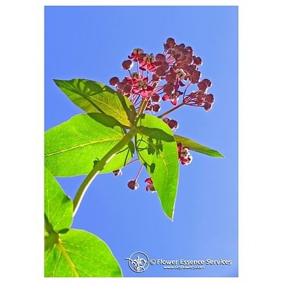 Milkweed ess 7,4ml calf