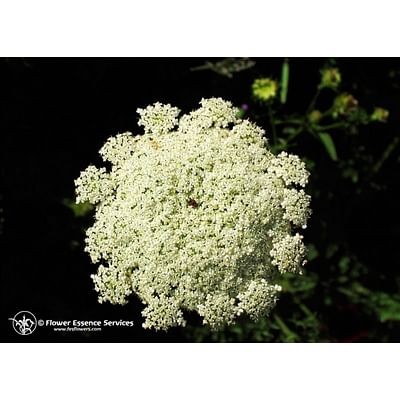 Queen annes lace 7,4ml calf