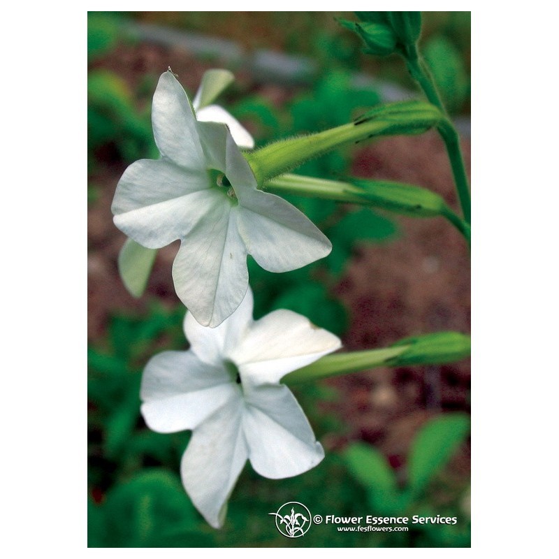 Nicotiana ess 7,4ml calf