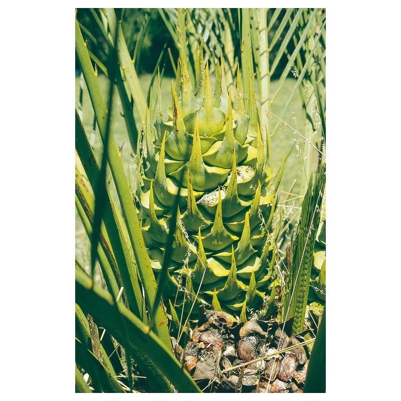Macrozamia ess 15ml aust