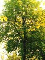 Tsa tilia europea 50 ml