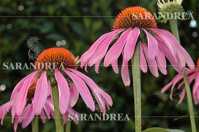Echinacea Ang.gocce 100ml Sarand