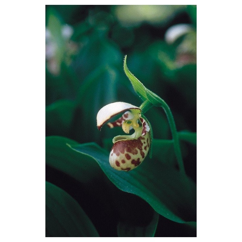 Northen lady's slipper 7,4 ala