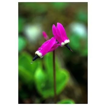 Shooting star 7,4ml alaska