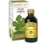Ficus carica gemmo 10+100ml thumbnail