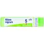 Ribes nigrum 5ch gr bo thumbnail