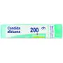 Candida albicans 200ch gr bo thumbnail