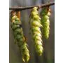Msa carpinus betulus 50 ml thumbnail