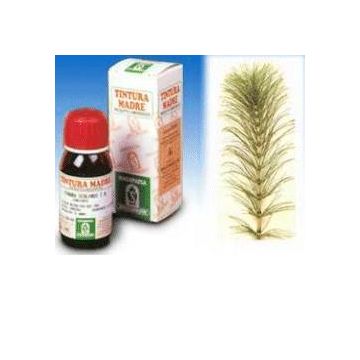 Sp.equisetum arv. tm 50ml