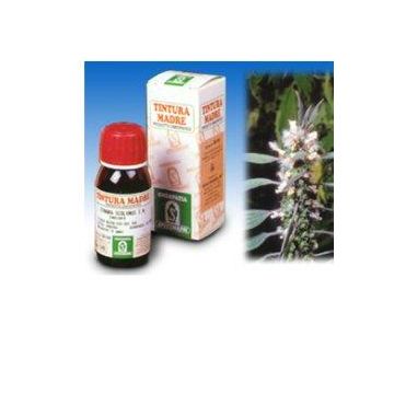 Sp.leonorus cardiaca tm 50ml