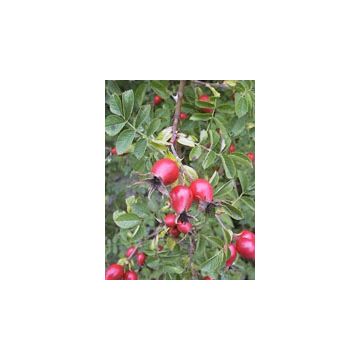 Msa rosa canina 50 ml