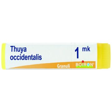 Thuya occident mk gl bo